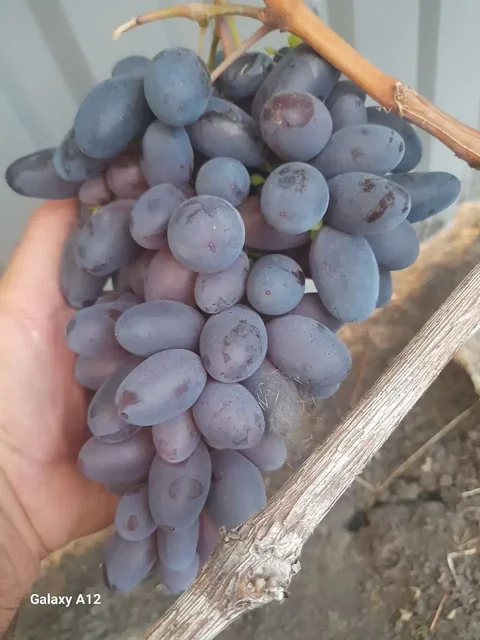 Продажа саженцев столового винограда - частное объявление в Никольское