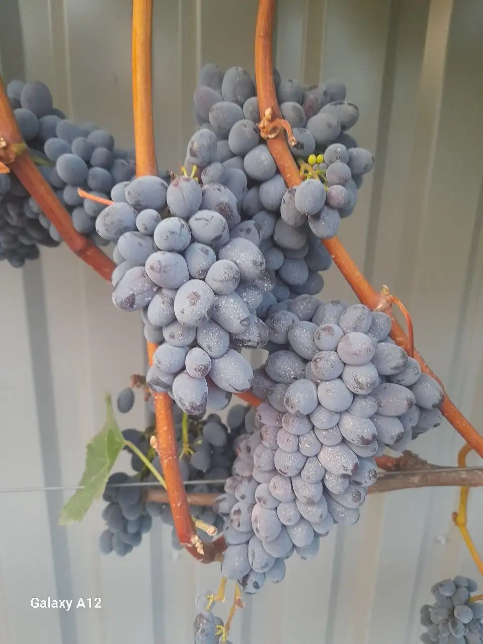 Продажа саженцев столового винограда - Растения и саженцы (Для дома и дачи) в Никольское