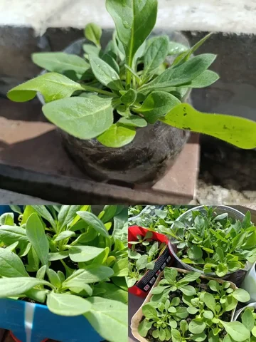 Продажа кустовой и ампельной петунии - Велосипеды в Белгород