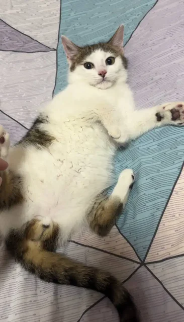 Котёнок Тиша ищет новый дом - частное объявление в Белгород