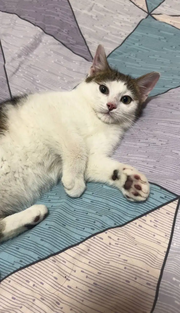 Котёнок Тиша ищет новый дом - Кошки (Животные) в Белгород