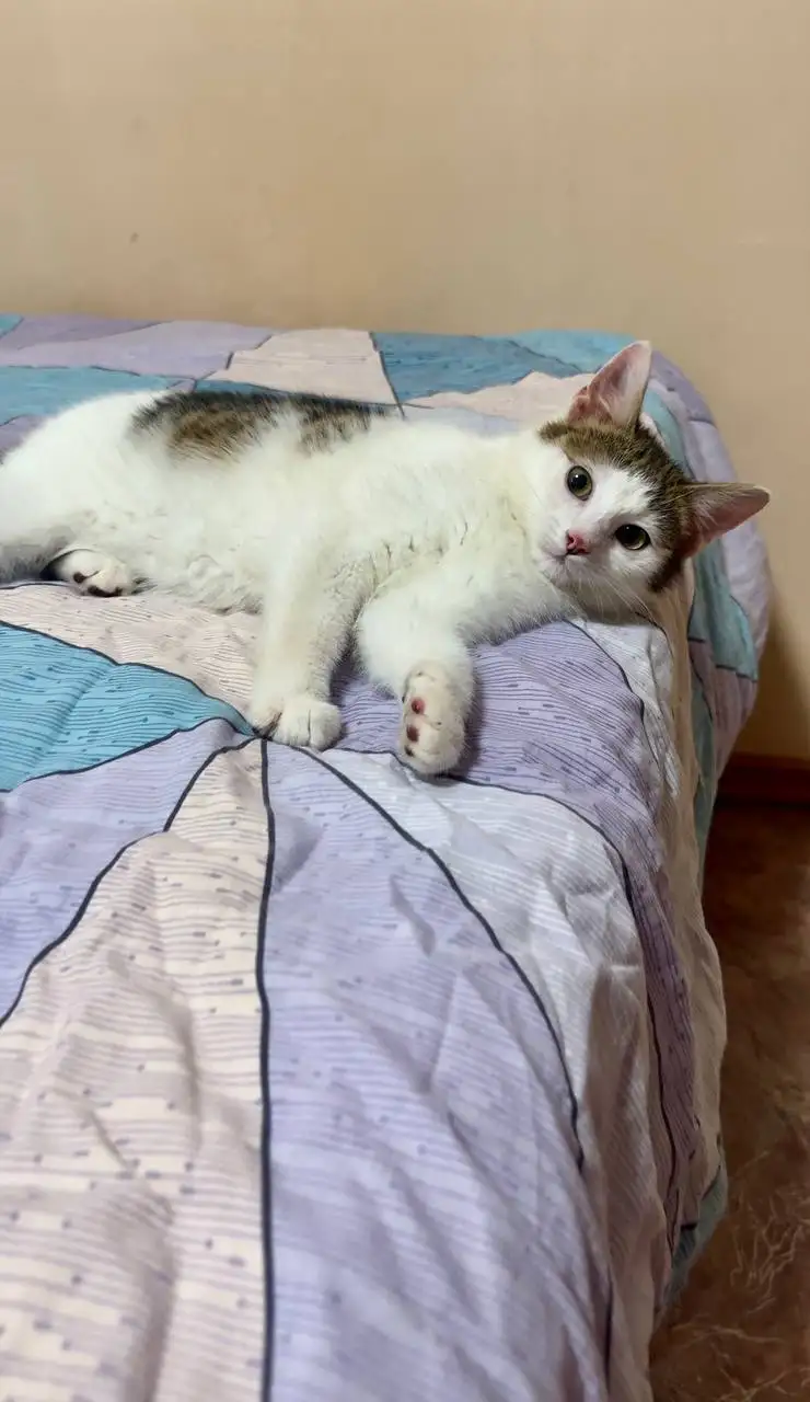 Котёнок Тиша ищет новый дом - Кошки (Животные) в Белгород