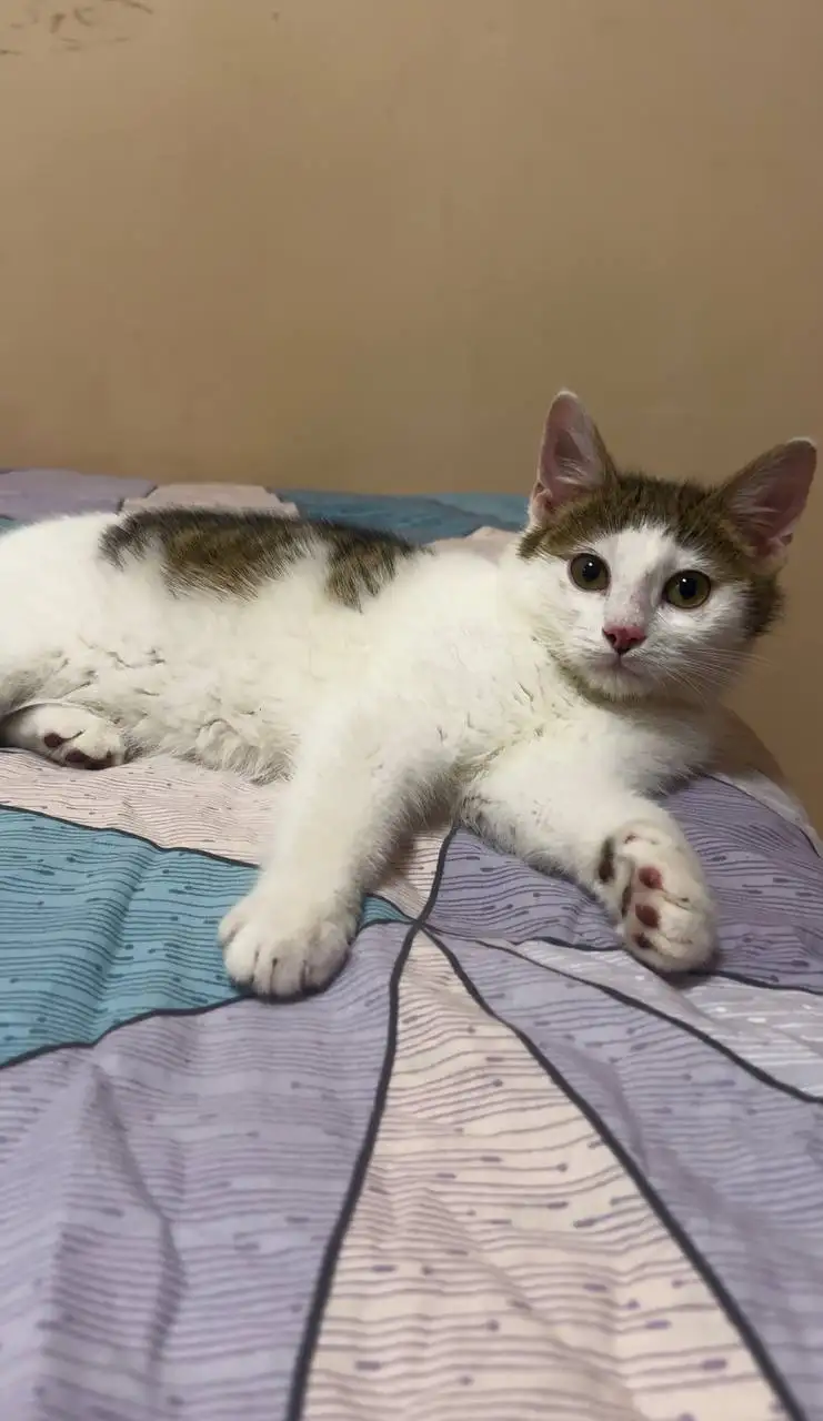 Котёнок Тиша ищет новый дом - Кошки (Животные) в Белгород