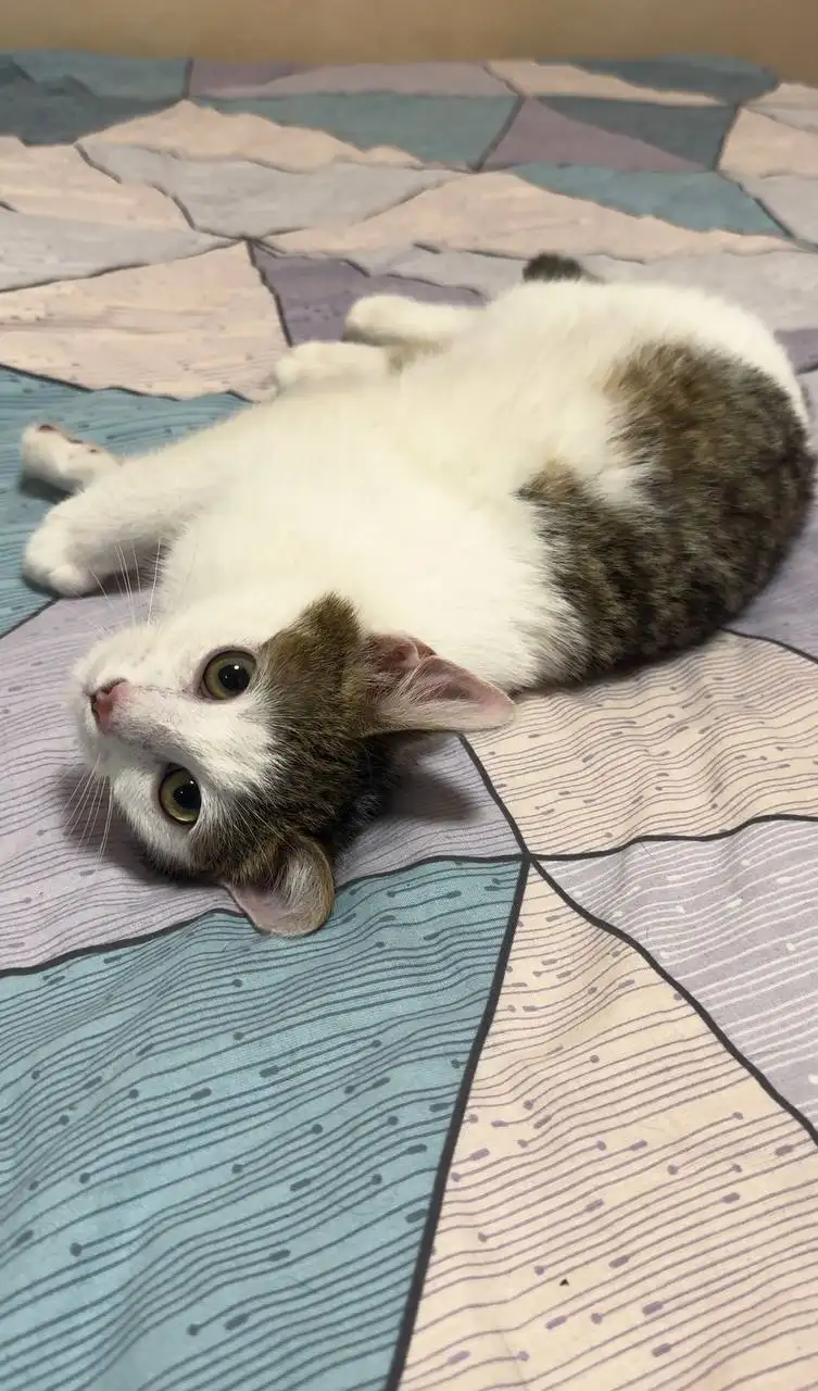 Котёнок Тиша ищет новый дом - Кошки (Животные) в Белгород