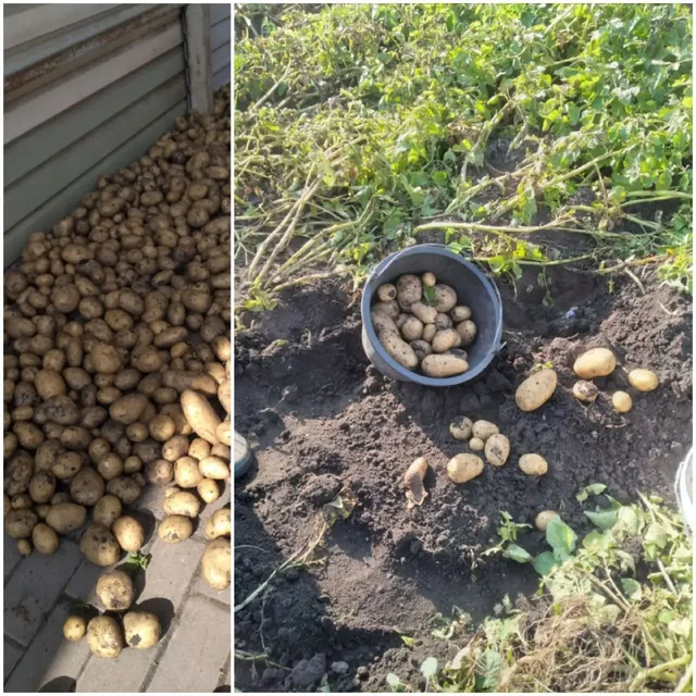 Семенная картошка, саженцы смородины, ежевики, винограда, хрена в Белгороде - частное объявление в Белгород