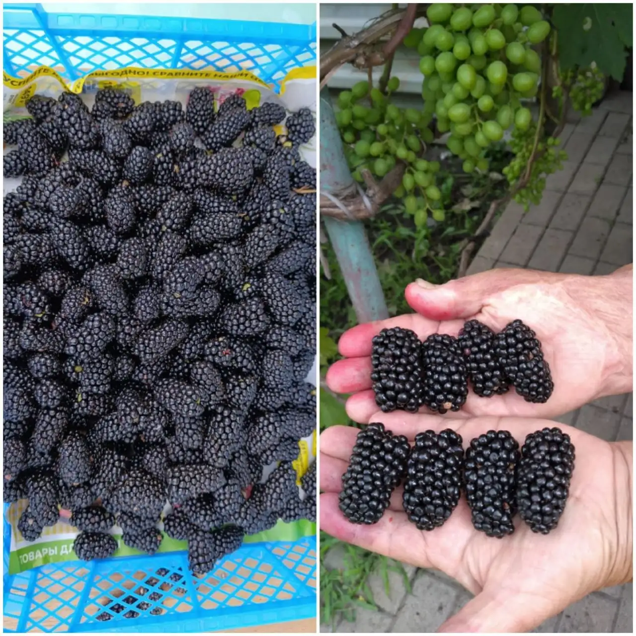 Семенная картошка, саженцы смородины, ежевики, винограда, хрена в Белгороде - Садоводство (Хобби и отдых) в Белгород