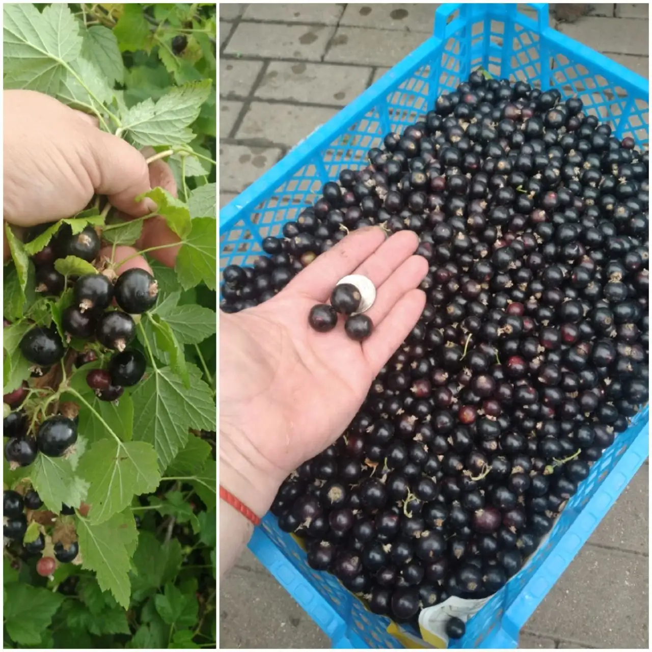 Семенная картошка, саженцы смородины, ежевики, винограда, хрена в Белгороде - Садоводство (Хобби и отдых) в Белгород