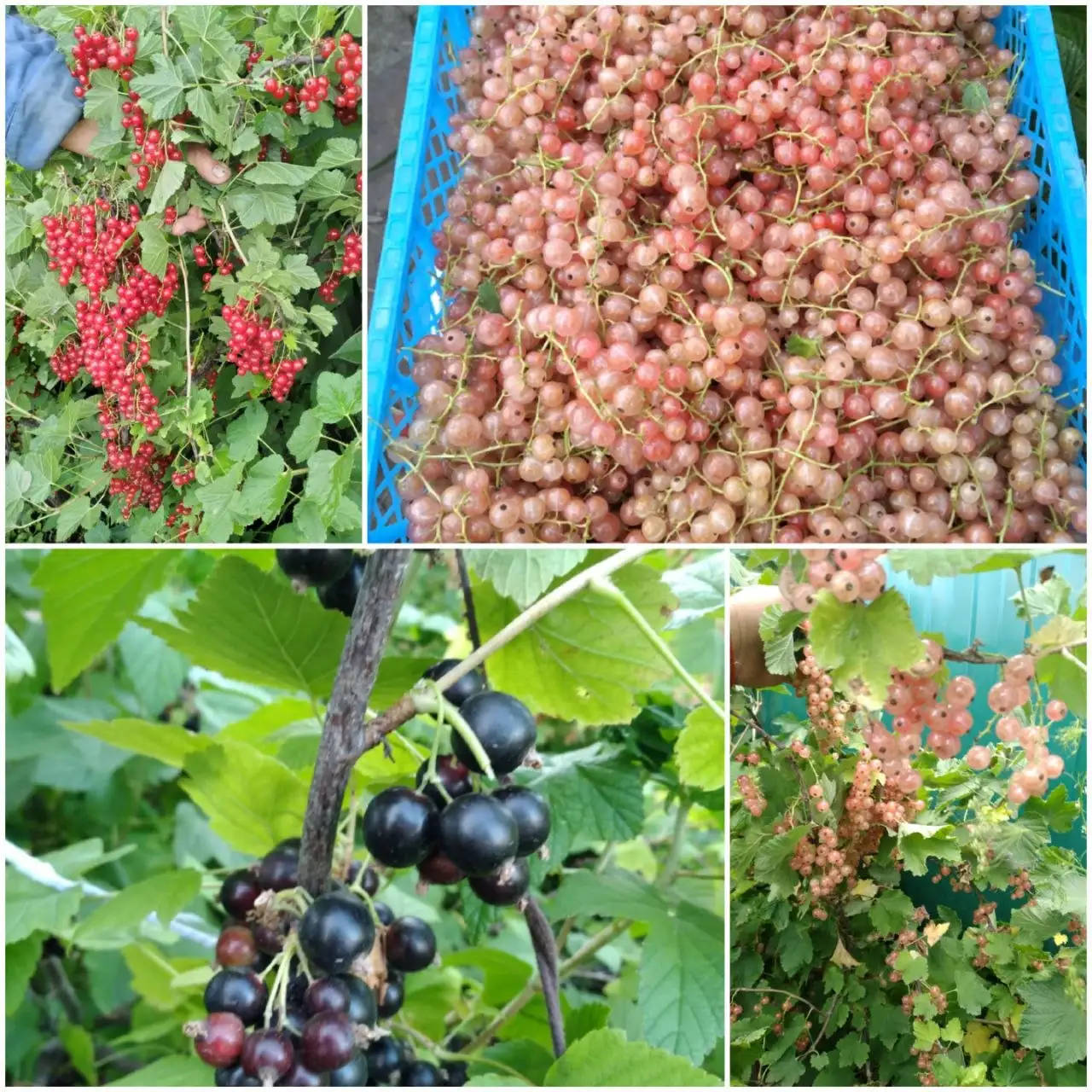 Семенная картошка, саженцы смородины, ежевики, винограда, хрена в Белгороде - Садоводство (Хобби и отдых) в Белгород