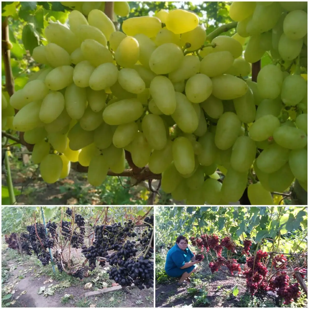 Семенная картошка, саженцы смородины, ежевики, винограда, хрена в Белгороде - Садоводство (Хобби и отдых) в Белгород