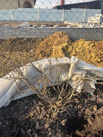 Продам 5-летнюю розу - частное объявление в Белгород