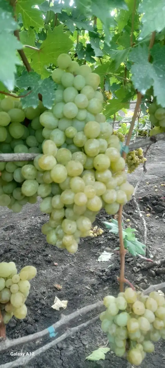 Продажа саженцев столового винограда различных сортов - Растения (Для дома и дачи) в Никольское