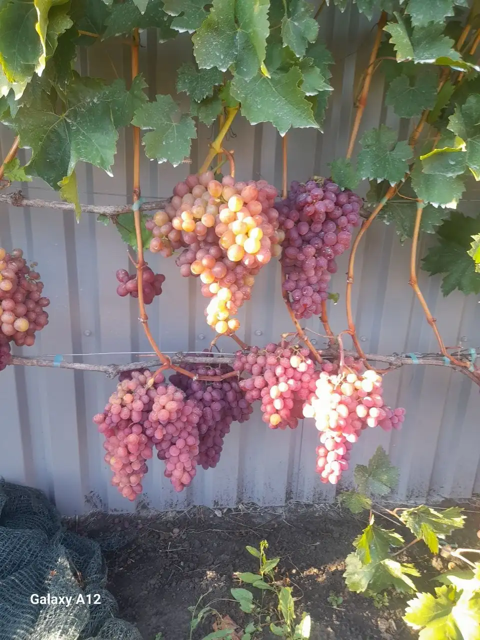 Продажа саженцев столового винограда различных сортов - Растения (Для дома и дачи) в Никольское