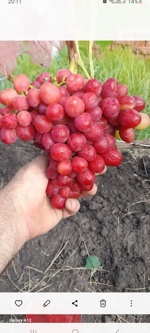 Продажа саженцев столового винограда различных сортов - Растения (Для дома и дачи) в Никольское