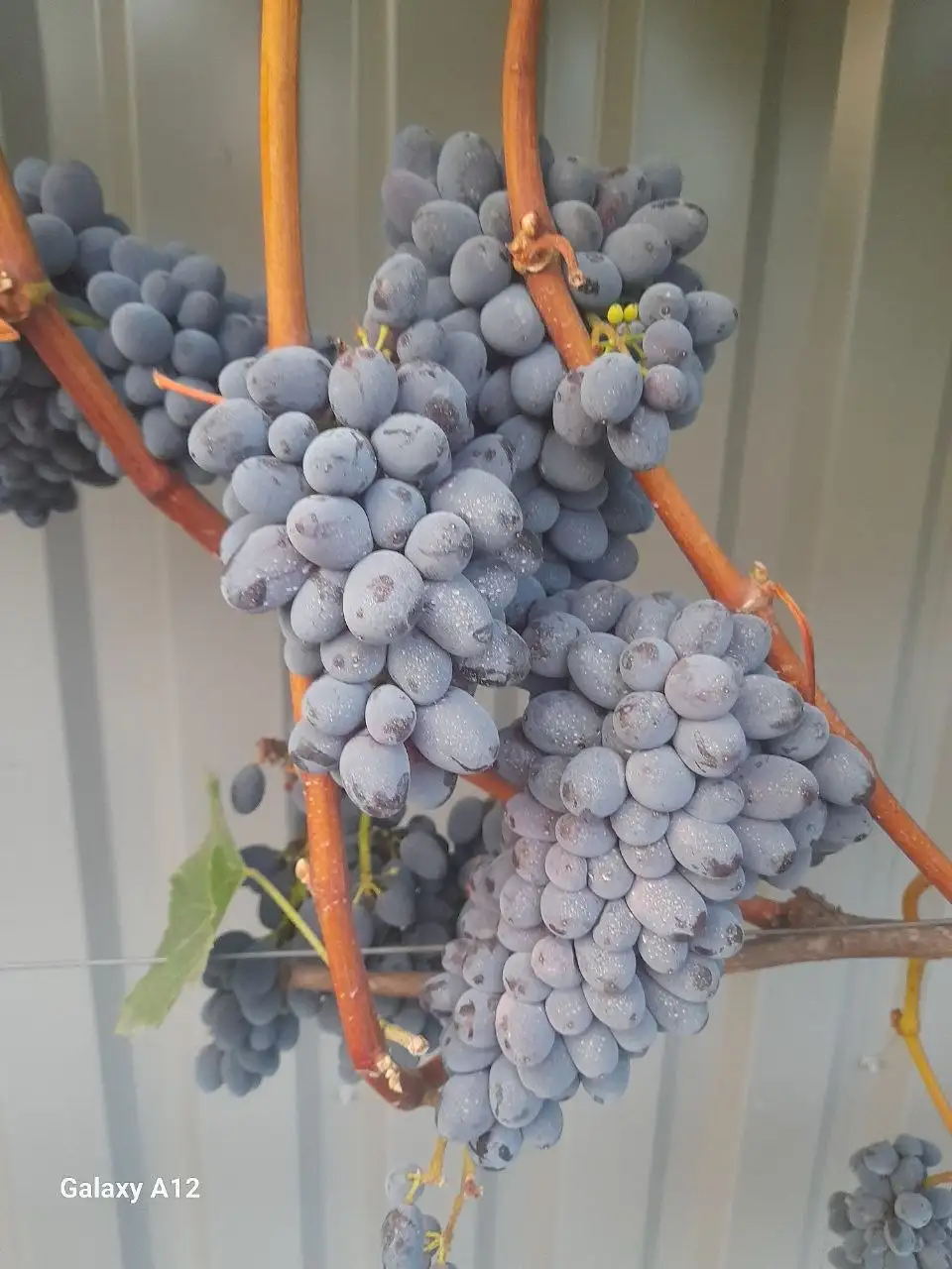 Продажа саженцев столового винограда различных сортов - Растения (Для дома и дачи) в Никольское