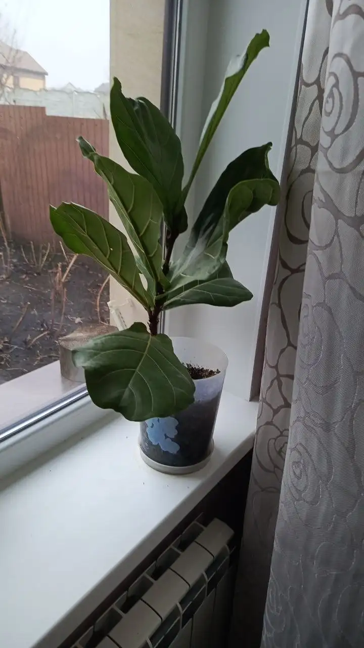 Продам комнатные цветы - Растения (Барахолка) в Белгород