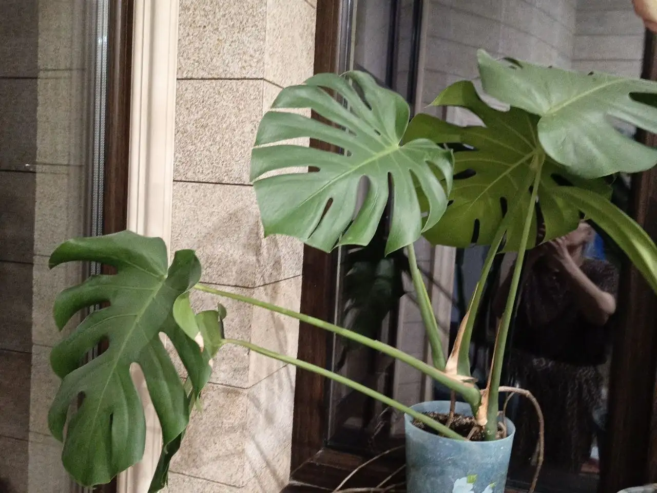 Продам комнатные цветы - Растения (Барахолка) в Белгород