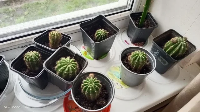 Кактусы в наличии - Велосипеды в Белгород