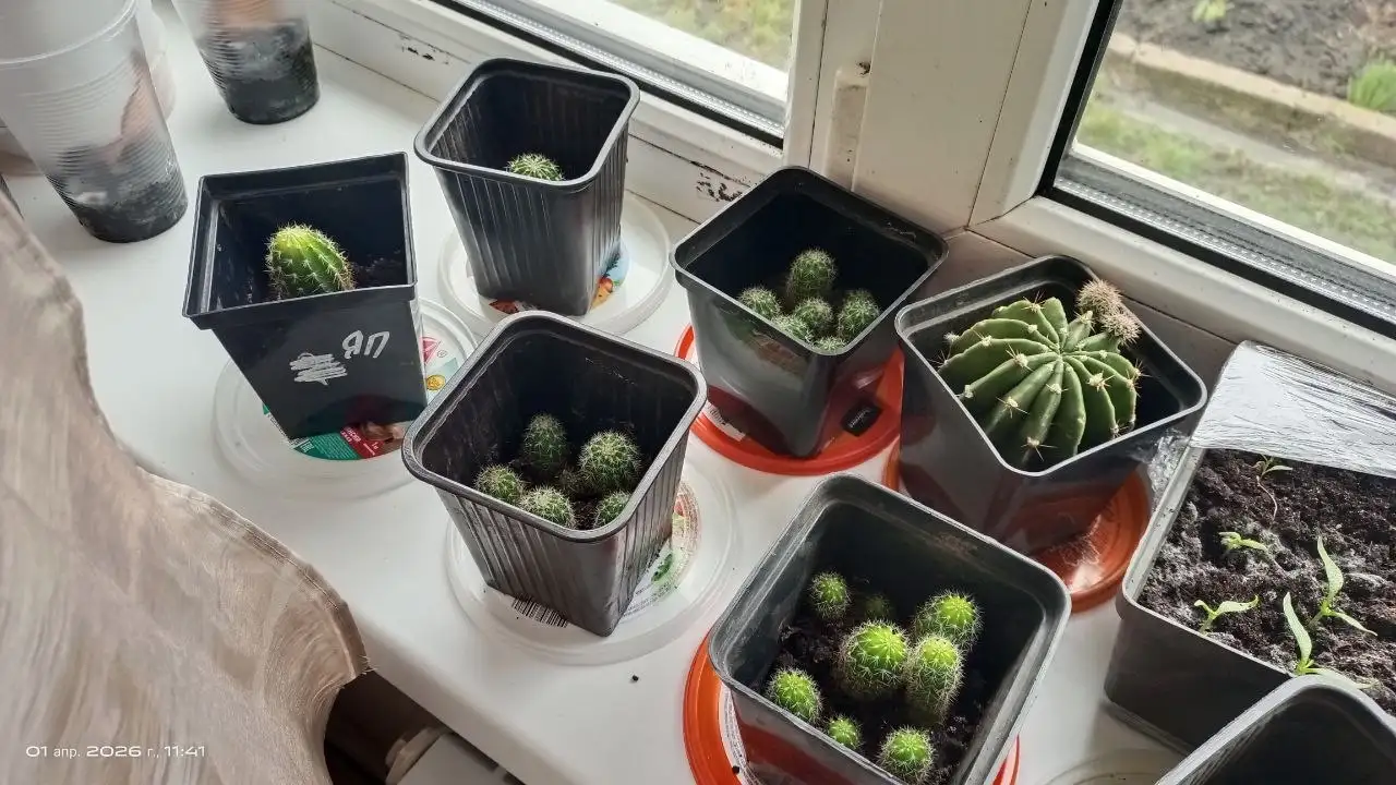 Кактусы в наличии - Растения (Хобби и отдых) в Белгород