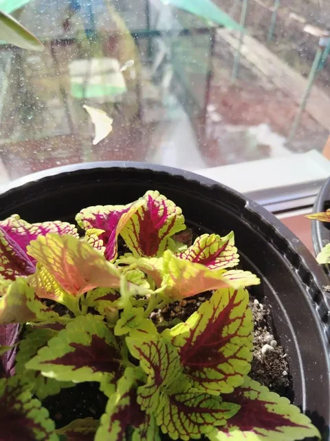 Продажа саженцев хвойных и декоративных растений - Текстиль в Белгород