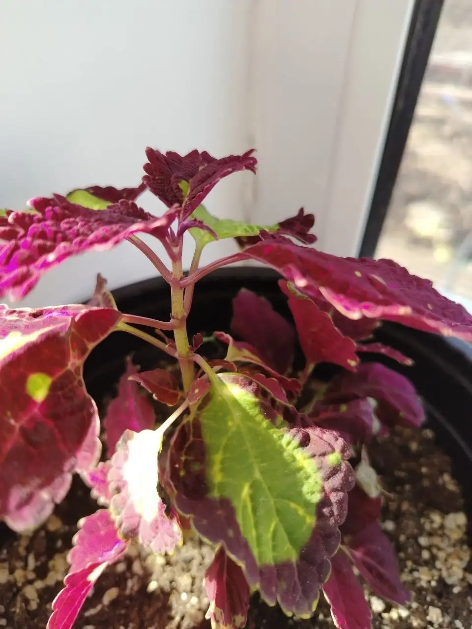 Продажа саженцев хвойных и декоративных растений - Растения и саженцы (Для дома и дачи) в Белгород