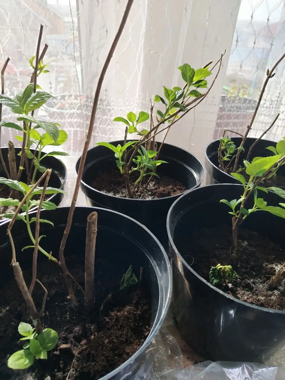 Продажа саженцев хвойных и декоративных растений - Растения и саженцы (Для дома и дачи) в Белгород