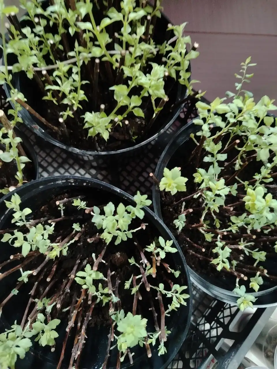 Продажа саженцев хвойных и декоративных растений - Растения и саженцы (Для дома и дачи) в Белгород