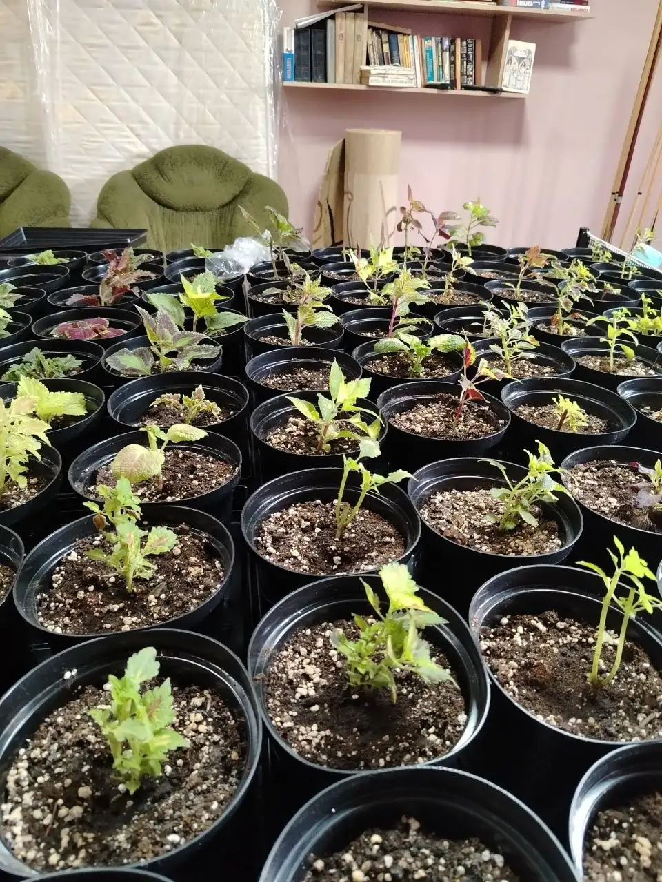 Продажа саженцев хвойных и декоративных растений - Растения и саженцы (Для дома и дачи) в Белгород