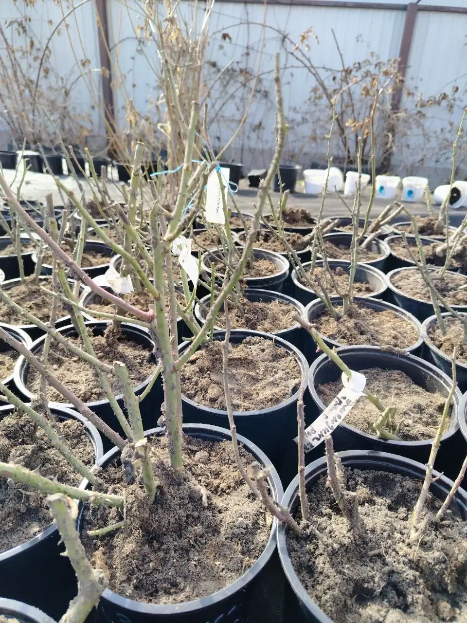 Продажа саженцев хвойных и декоративных растений - Растения и саженцы (Для дома и дачи) в Белгород