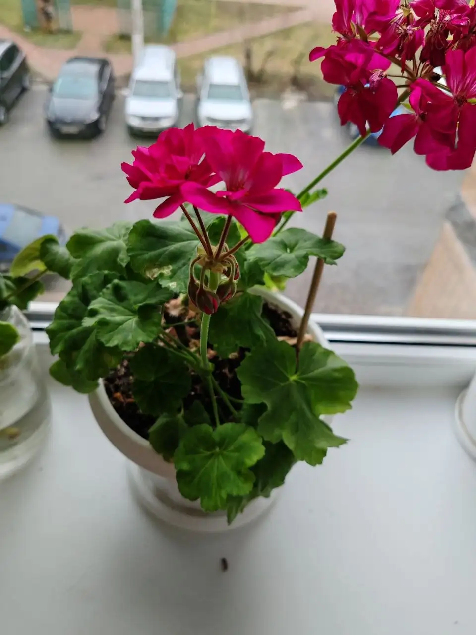 Продажа замиокулькасов и герани - Растения (Хобби и отдых) в Белгород