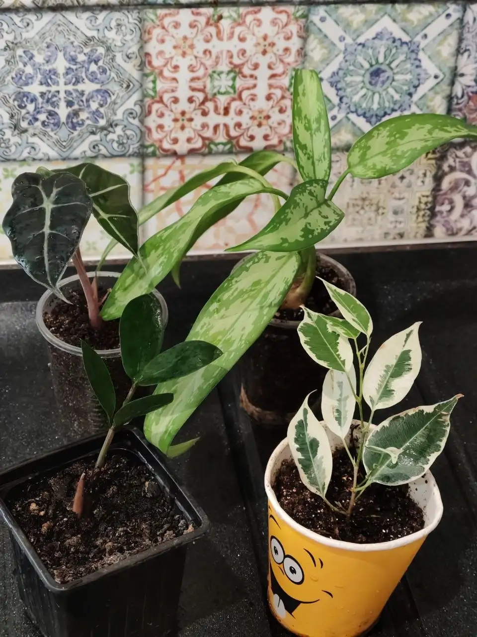 Продажа комнатных растений: алоказия, аглаонема, замиокулькас, фикус - Комнатные растения (Хобби и отдых) в Белгород