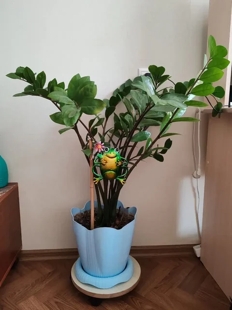 Продам два замиокулькаса в горшках - Хобби и отдых в Белгород