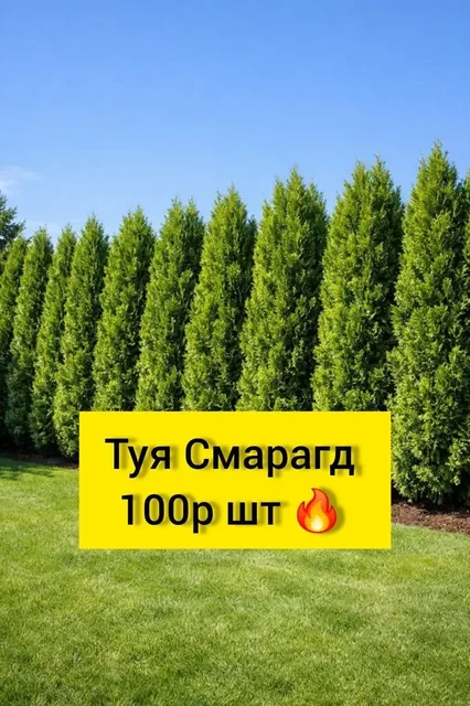Саженцы туи Смарагд для живой изгороди - Кухонная техника в Белгород