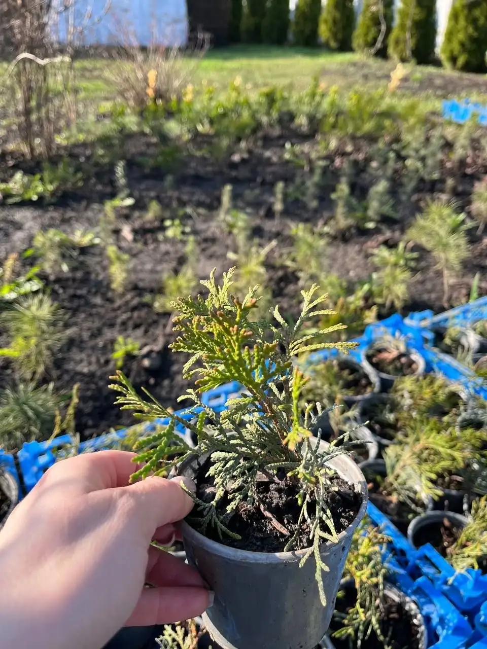 Саженцы туи Смарагд для живой изгороди - Растения (Для дома и дачи) в Белгород