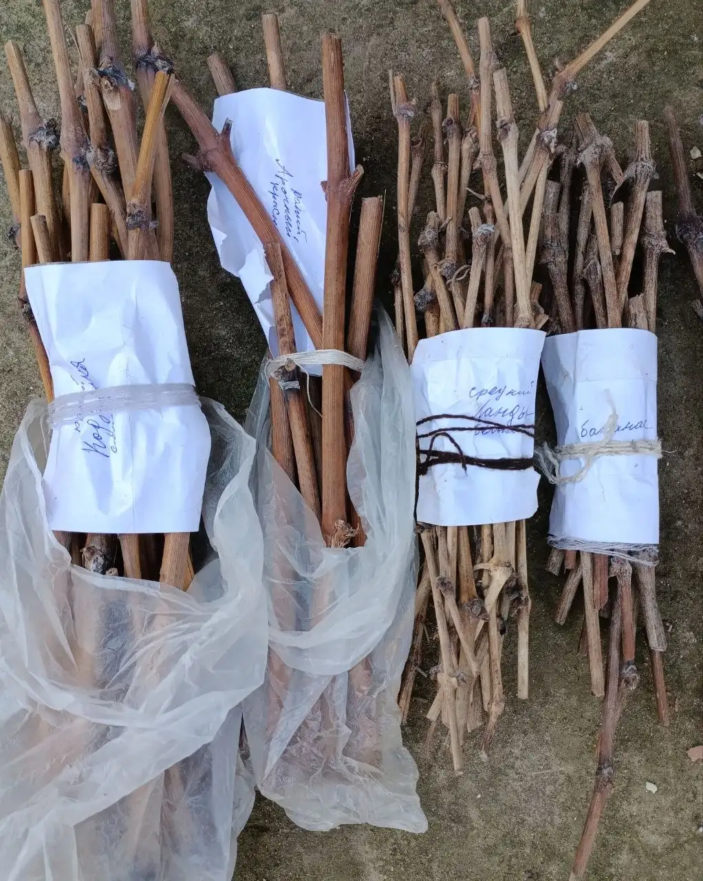 Продажа черенков винограда различных сортов - Сад и огород (Хобби и отдых) в Беловское