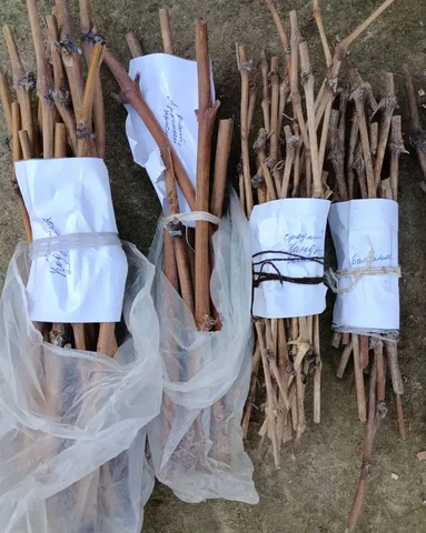 Продажа черенков винограда различных сортов - частное объявление в Беловское