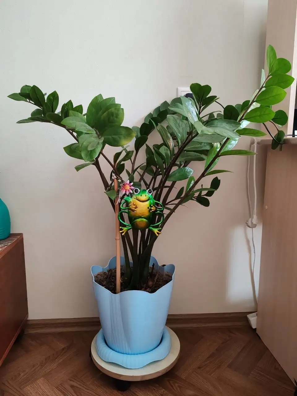 Продам замиокулькас (долларовое дерево) высотой 80см - Растения (Хобби и отдых) в Белгород