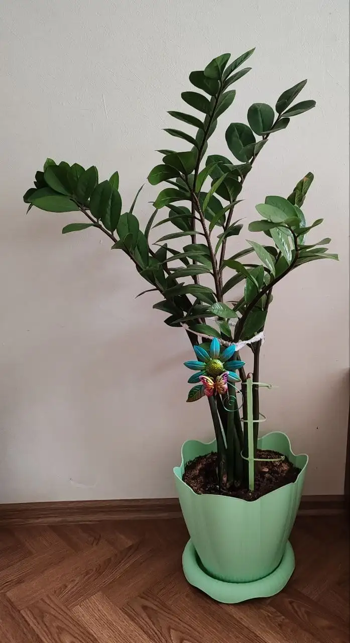 Продам замиокулькас (долларовое дерево) высотой 80см - Растения (Хобби и отдых) в Белгород