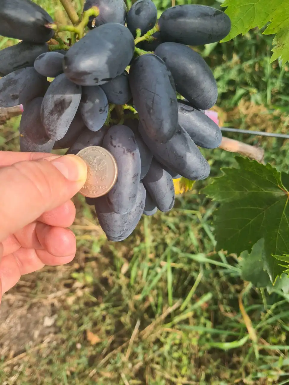 Продажа черенков и саженцев винограда - Садоводство (Хобби и отдых) в Белгород