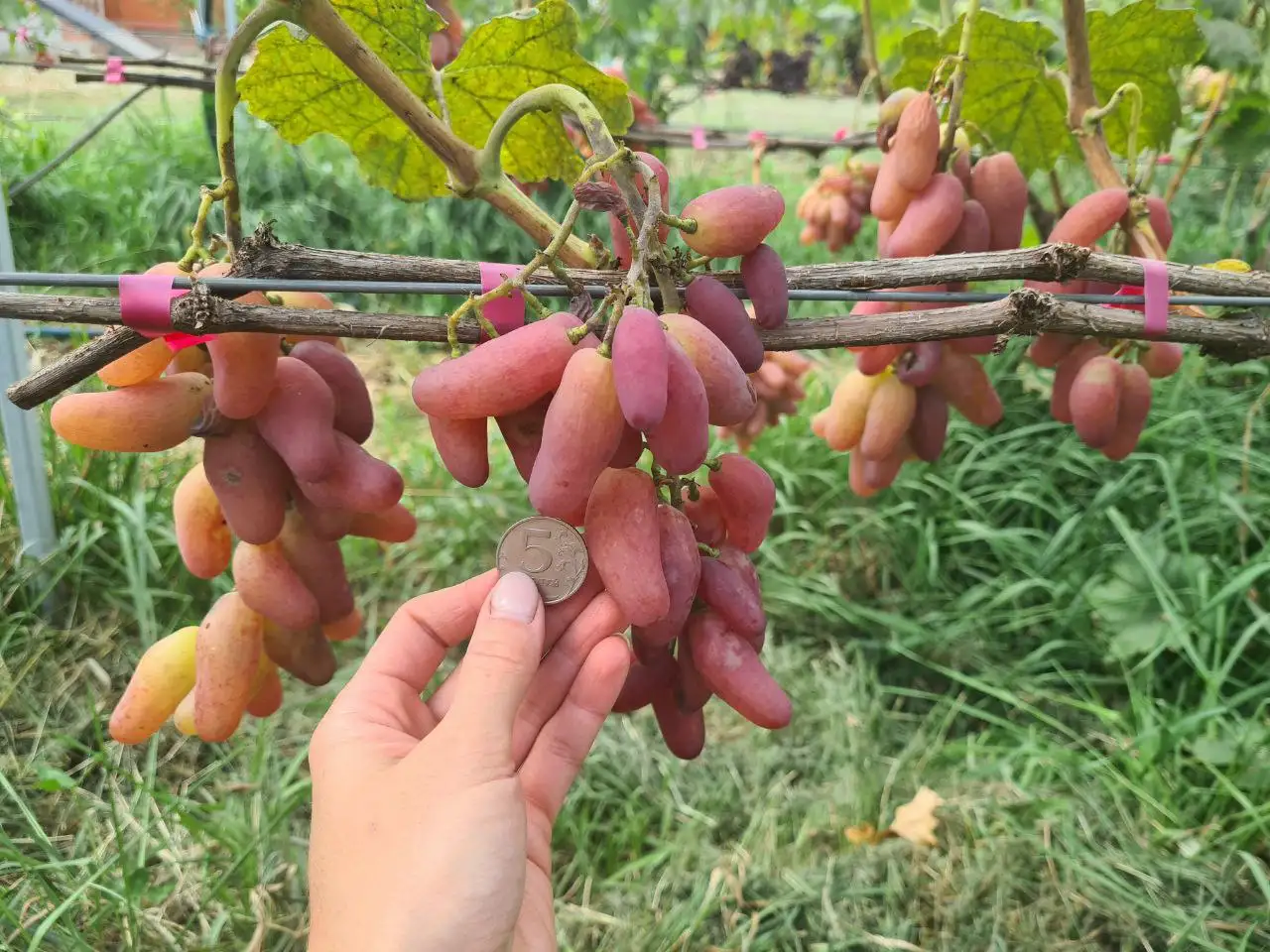 Продажа черенков и саженцев винограда - Садоводство (Хобби и отдых) в Белгород
