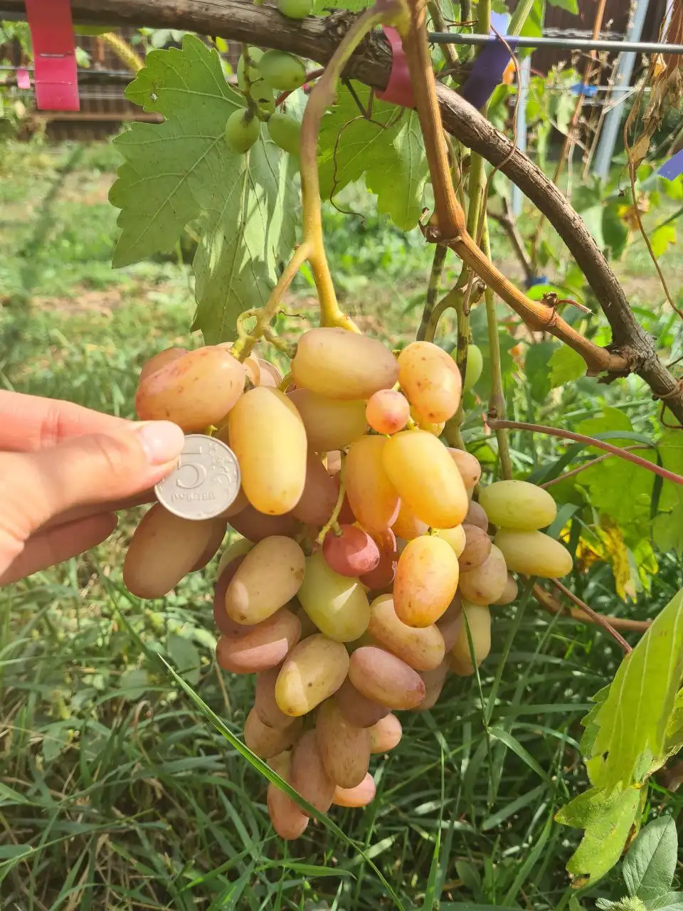 Продажа черенков и саженцев винограда - Садоводство (Хобби и отдых) в Белгород