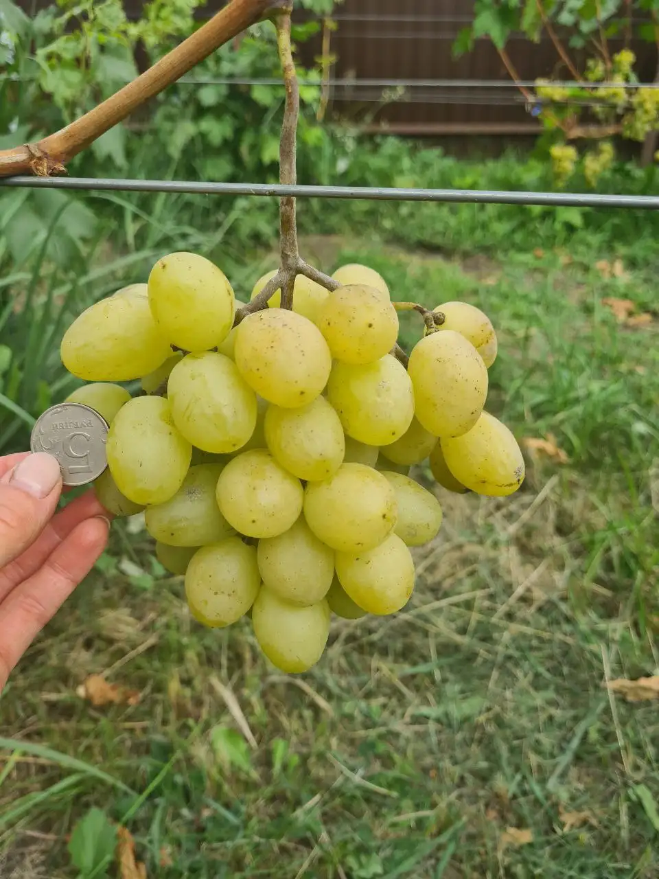 Продажа черенков и саженцев винограда - Садоводство (Хобби и отдых) в Белгород