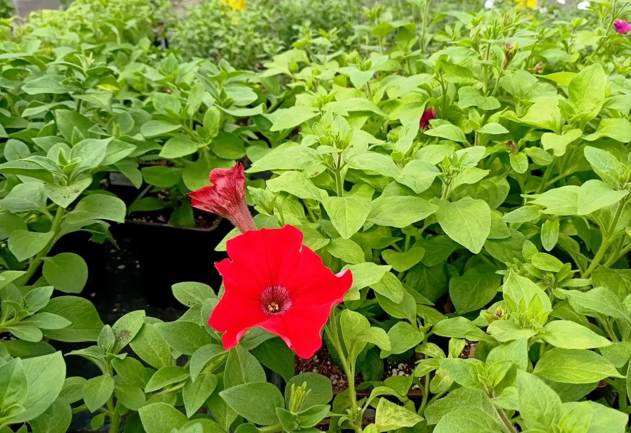 Рассада ампельных цветов - Растения (Хобби и отдых) в Белгород