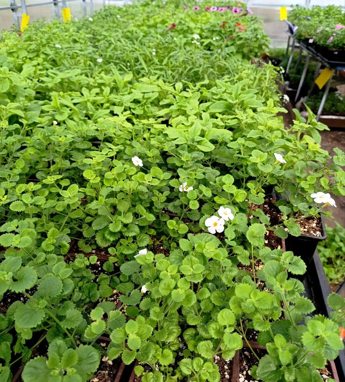 Рассада ампельных цветов - Растения (Хобби и отдых) в Белгород