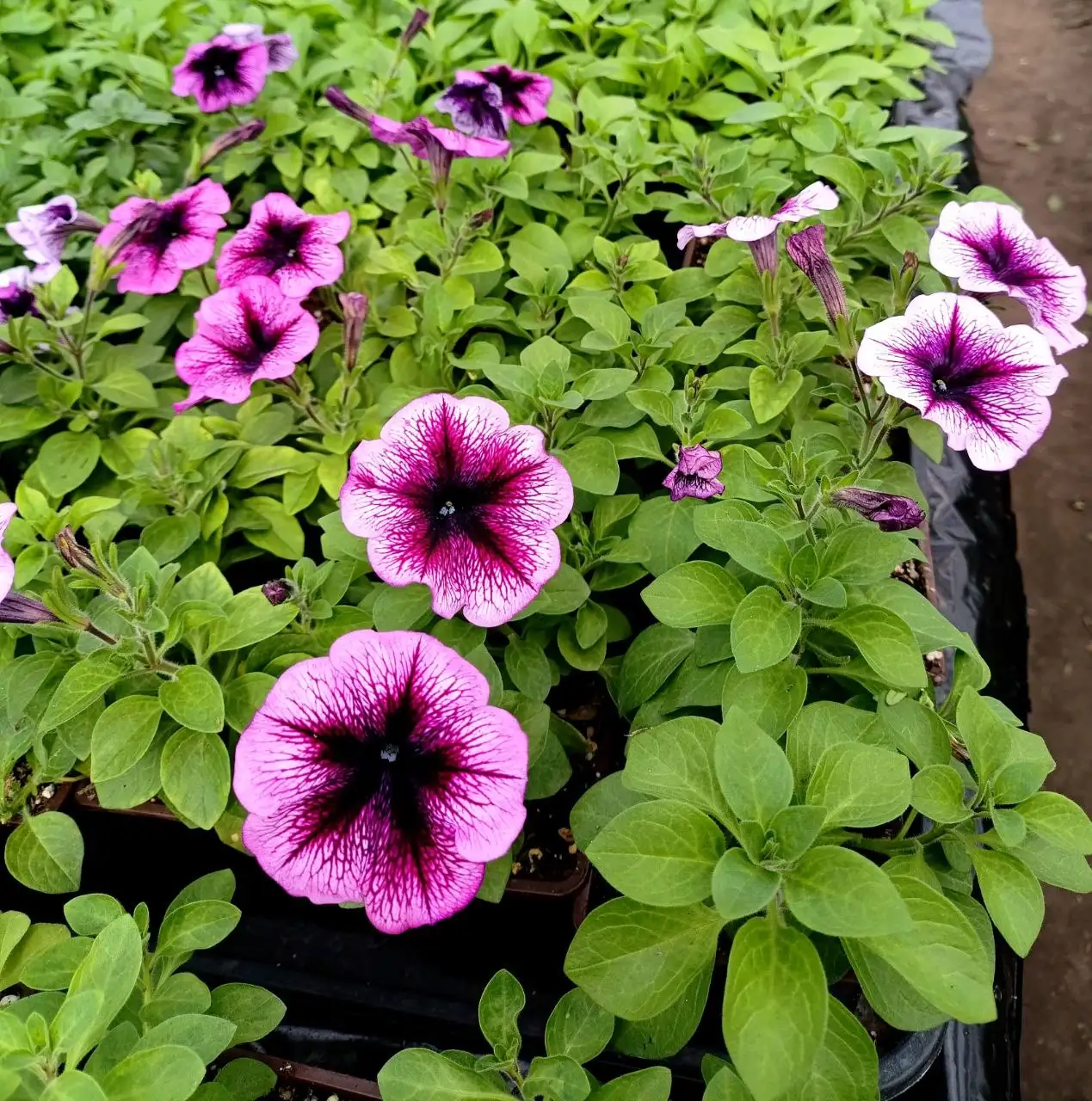 Рассада ампельных цветов - Растения (Хобби и отдых) в Белгород