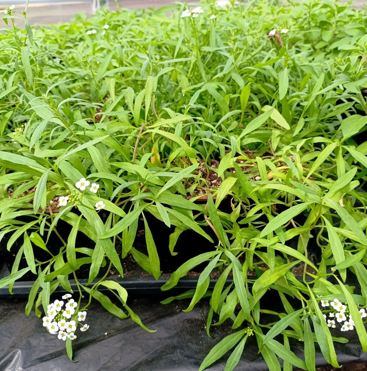 Рассада ампельных цветов - Растения (Хобби и отдых) в Белгород