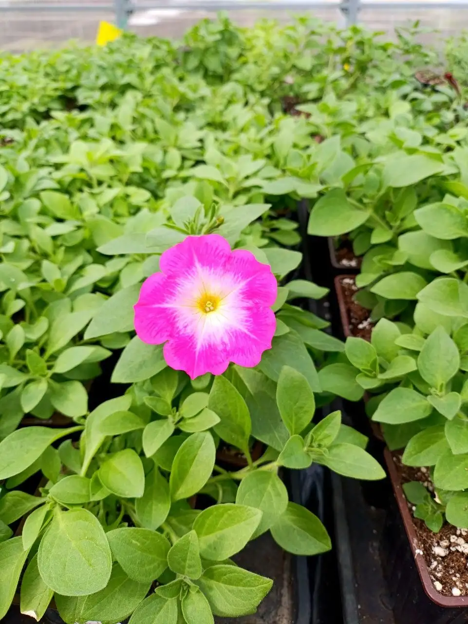 Рассада ампельных цветов - Растения (Хобби и отдых) в Белгород