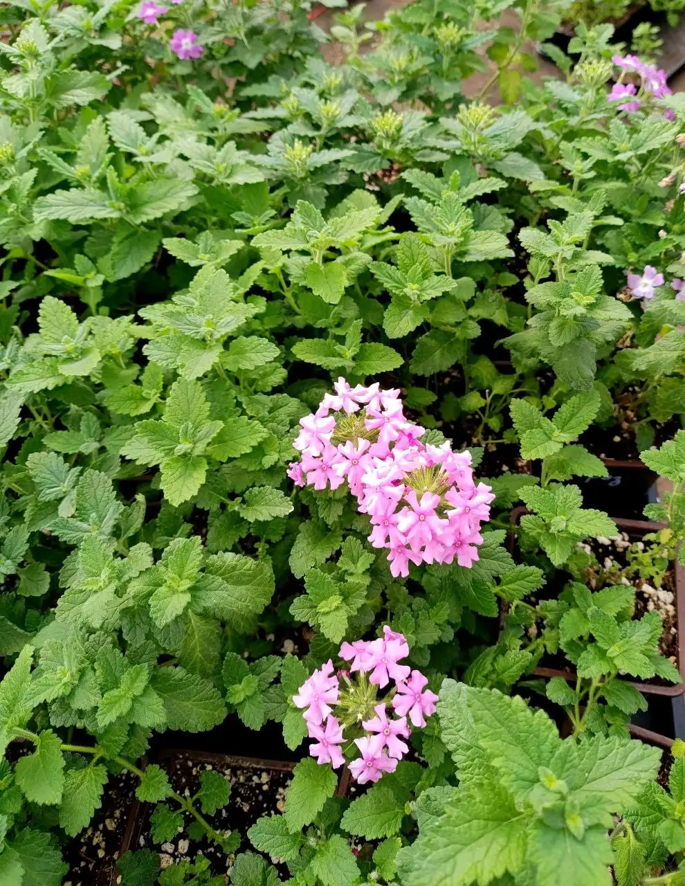 Рассада ампельных цветов - Растения (Хобби и отдых) в Белгород