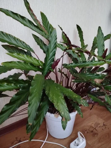 Продажа растения с горшком - Барахолка в Белгород