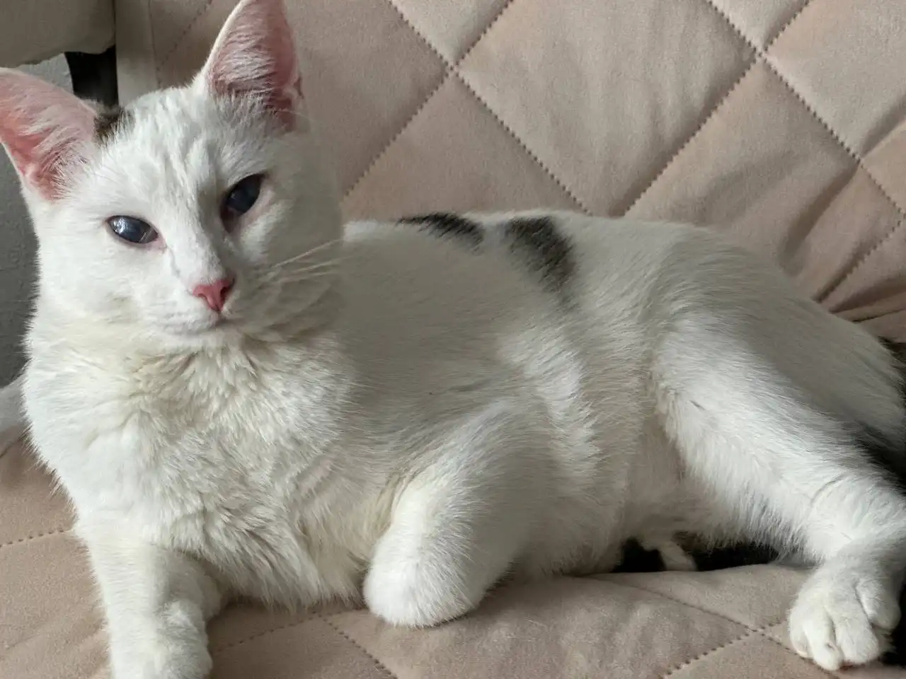 Кот Тоша ищет дом