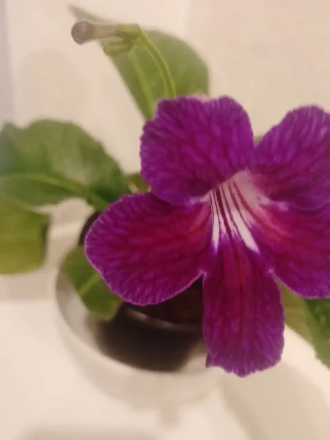 Стрептокарпус 020 - частное объявление в Пенза